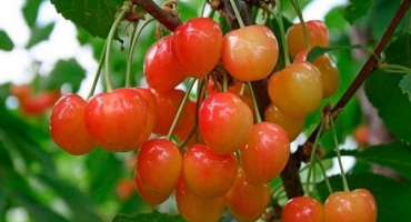 Popis odrůdy sladkých třešní bryanskaya růžové, výsadba, péče a opylování