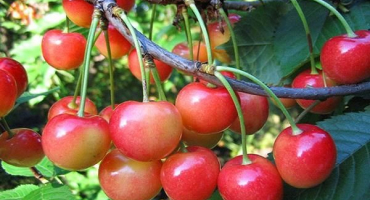 Popis třešňové odrůdy fatezh, péče a opylování, výběr místa výsadby
