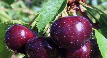 Popis oblíbeného schématu výsadby a péče o odrůdu třešně astakhova