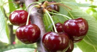 Popis třešně odrůdy valery chkalov a vlastnosti ovoce, klady a zápory, pěstování