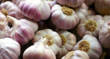 Popis odrůdy česneku bashkir 85, vlastnosti pěstování a péče