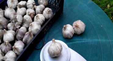 Popis odrůdy azurového česneku, vlastnosti pěstování a péče