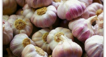 Popis odrůdy česnekové plachty, pěstování a péče