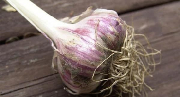 Popis odrůdy petrovský česnek, její vlastnosti a výnos