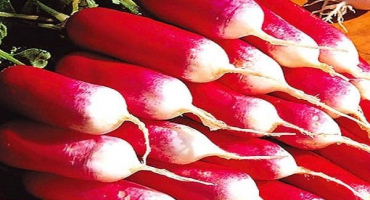 Popis odrůdy malinového nektaru daikon, doporučení pro pěstování a péči