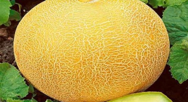 Popis odrůdy melounu aikido, vlastnosti pěstování a péče