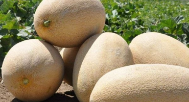 Popis odrůdy melounu amal, výsadba a pěstování