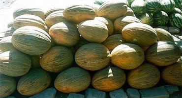 Popis odrůdy melounu gulabi, pěstování a péče, pravidla výběru