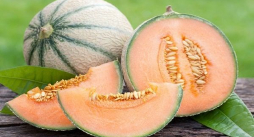 Popis odrůdy melounu melounu (pižma), jeho typů a vlastností