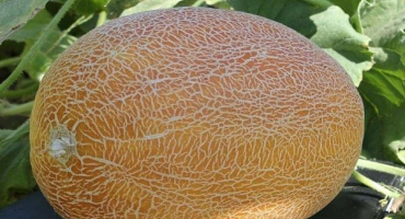 Popis odrůdy melounu lada, vlastnosti pěstování a péče