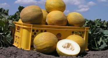 Popis odrůdy melounu roxolana f1, pěstování a péče o plodinu