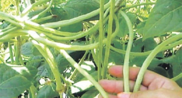 Popis odrůdy fazole, vlastnosti pěstování a výnos