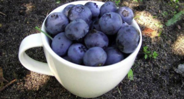 Popis bonusu odrůdy borůvky, výsadba, pěstování a péče