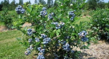 Popis odrůdy borůvky northland, výsadba a péče, choroby a škůdci