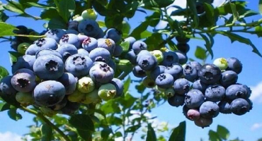 Popis odrůdy borůvky patriot, výsadba, pěstování a péče