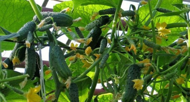 Popis odrůdy městské okurky, vlastnosti pěstování a výnos