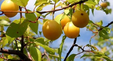 Popis odrůdy a druhů slivoní ussuri, charakteristické znaky a pěstování