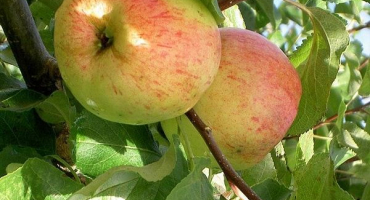 Popis odrůdy jabloně baltika, pěstitelské oblasti a odolnost vůči chorobám