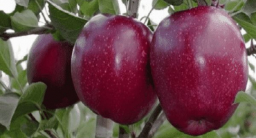 Popis odrůd jabloní black prince a jonaprince, užitné vlastnosti a historie