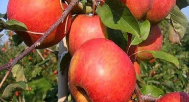 Popis odrůdy jablek ruby, vlastnosti zimní odolnosti a recenze zahradníků