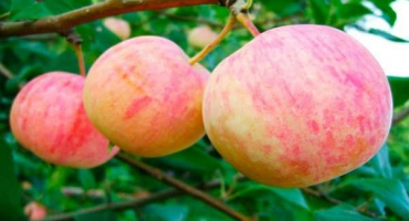 Popis původní odrůdy jablek a hlavní charakteristiky kultury, pěstitelské oblasti