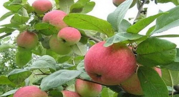 Popis odrůdy jabloně sud, charakteristika zimní odolnosti a oblasti pěstování