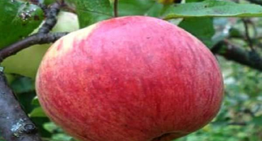 Popis jablečné odrůdy vlaštovičník a vlastnosti, produktivita a výhody