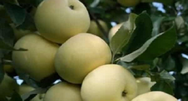 Popis odrůdy jabloně phoenix altai, výhody a nevýhody, výnos