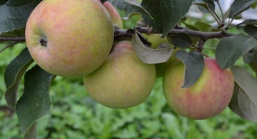 Popis odrůdy jabloň fregata a její vlastnosti, mrazuvzdornost a výnos
