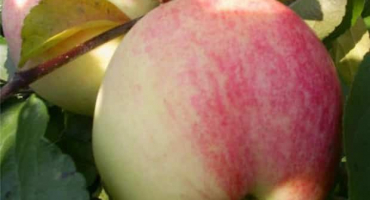 Popis odrůdy jabloně miláček a původ, výhody a nevýhody