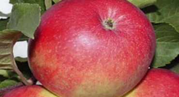 Popis odrůdy jabloně eliza a jejích předností, výnosu a pěstitelských oblastí