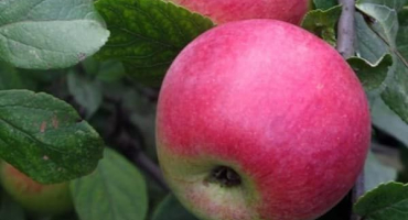 Popis odrůdy jabloní mladý přírodovědec a oblasti pěstování, historie selekce