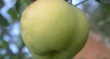 Popis moskevské odrůdy jablek později, vlastnosti odrůdy a ovoce, načasování kvetení a zrání