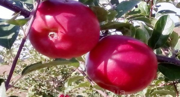 Popis odrůdy hranolek, výhody a nevýhody, vhodné oblasti pro pěstování