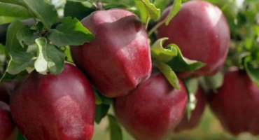 Popis odrůdy jabloně starkrimson, druhové charakteristiky a rozšíření v regionech