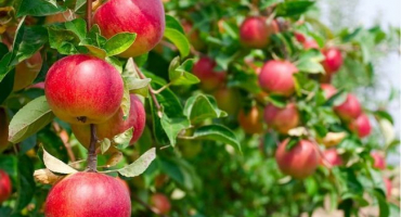 Popis odrůdy jablečného koberce, hlavní vlastnosti a pěstování