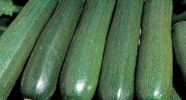 Popis odrůdy cuketa cuketa, vlastnosti pěstování a skladování