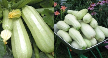 Popis odrůdy kavili cukety, vlastnosti pěstování a výnos