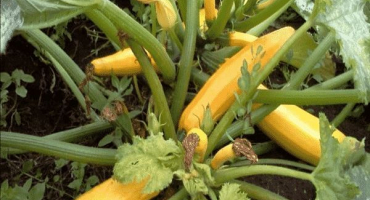 Popis cukety odrůdy nabídky marshmallow, vlastnosti pěstování a péče