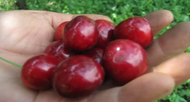 Popis odrůdy kanadských třešní vzácného karmínu a vlastnosti plodů