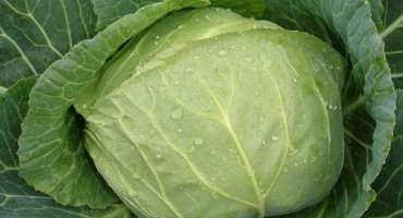 Popis odrůdy zelí amager, charakteristika a pěstování