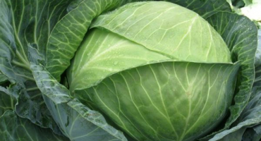 Popis odrůdy zelí brigadier f1, pěstitelské vlastnosti a výnos