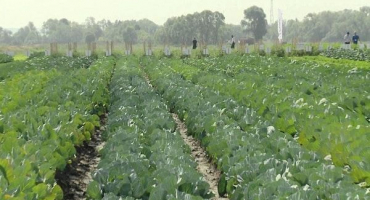 Popis odrůdy zelí gloria f1, vlastnosti pěstování a péče