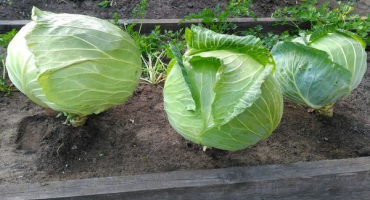 Popis odrůdy zelí megaton, vlastnosti pěstování