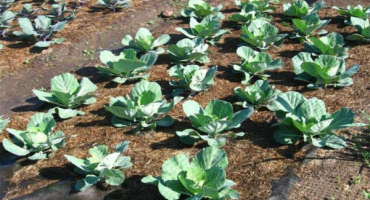 Popis zimování odrůdy zelí, vlastnosti pěstování a péče