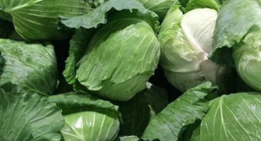 Popis odrůdy zelí dar, vlastnosti pěstování a péče