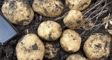 Popis odrůdy brambor adretta, její pěstování a péče