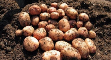 Popis odrůdy brambor aurora, vlastnosti pěstování a péče