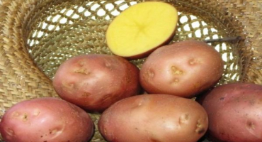 Popis odrůdy brambor bellarosa, její pěstování a péče