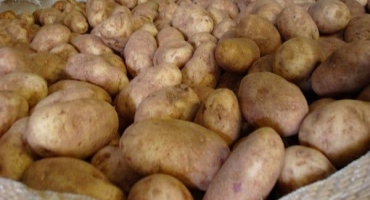 Popis odrůdy želé brambor, vlastnosti pěstování a výnos